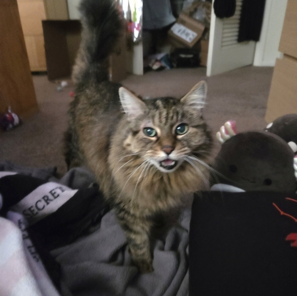 🌟 HOST PICK 🌟 Everything Pets Posh Party 1/2/2024 - Picture 5 of 16